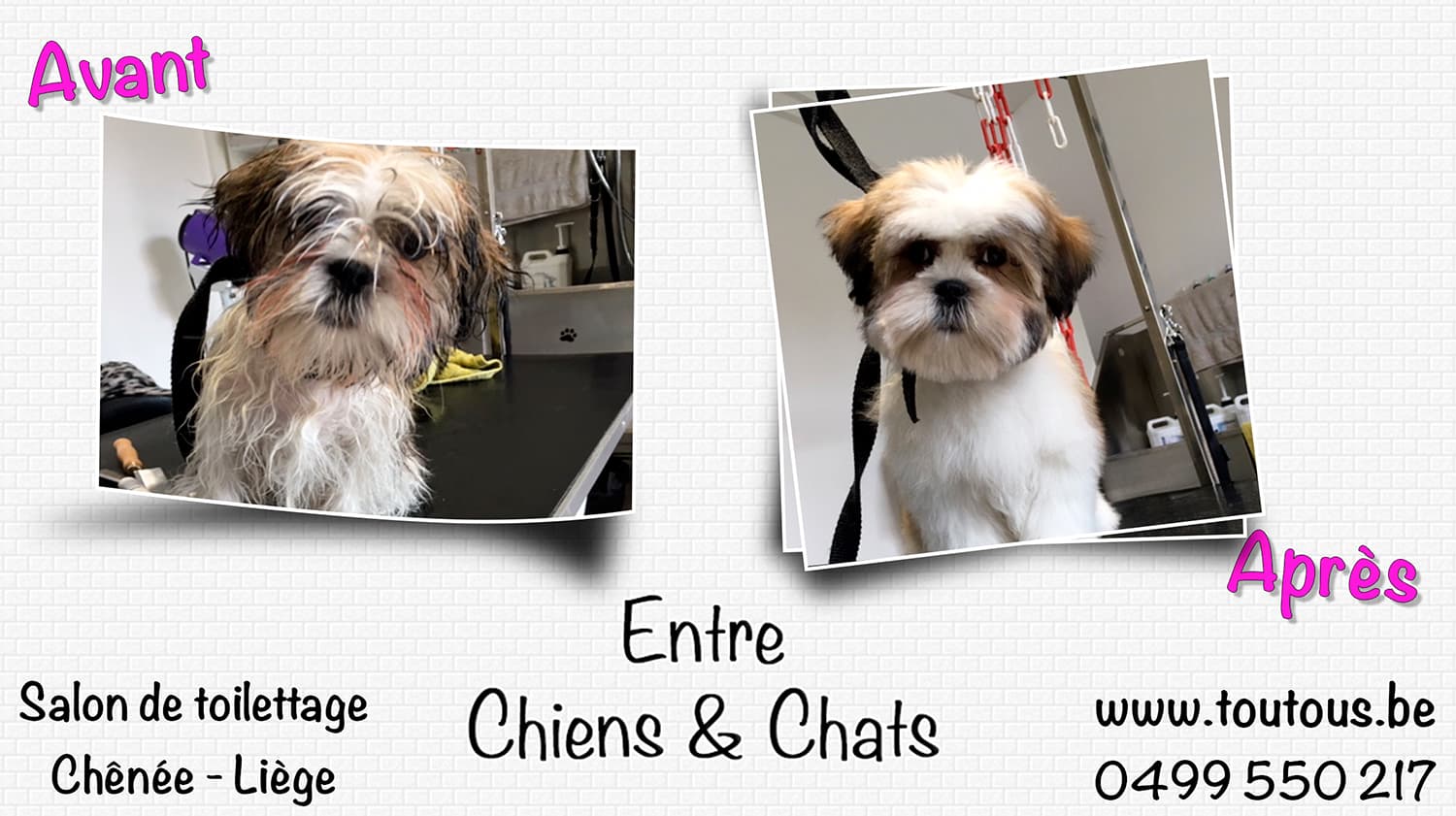 Avant/Après toilettage - Transformation 1