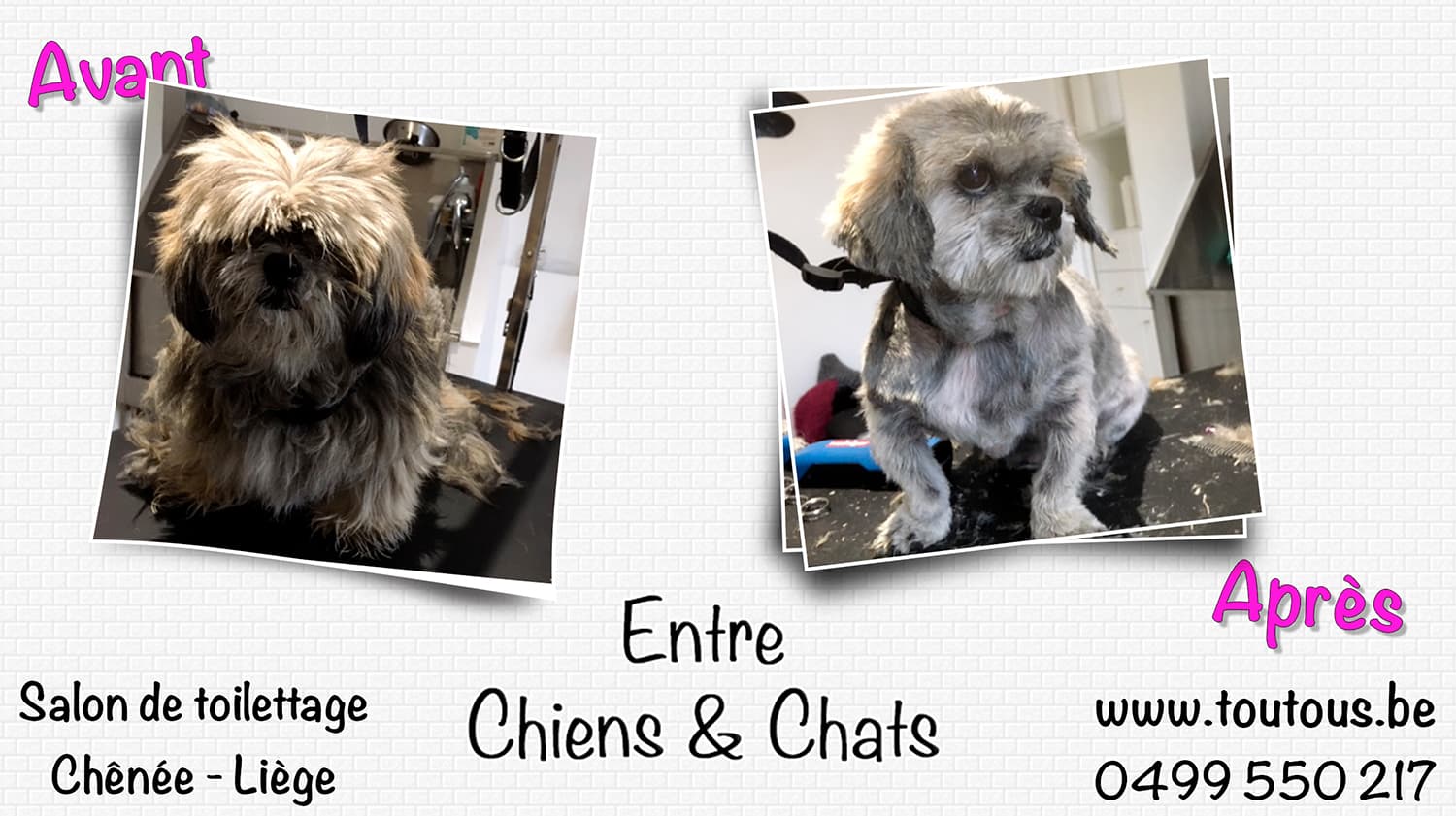 Avant/Après toilettage - Transformation 3