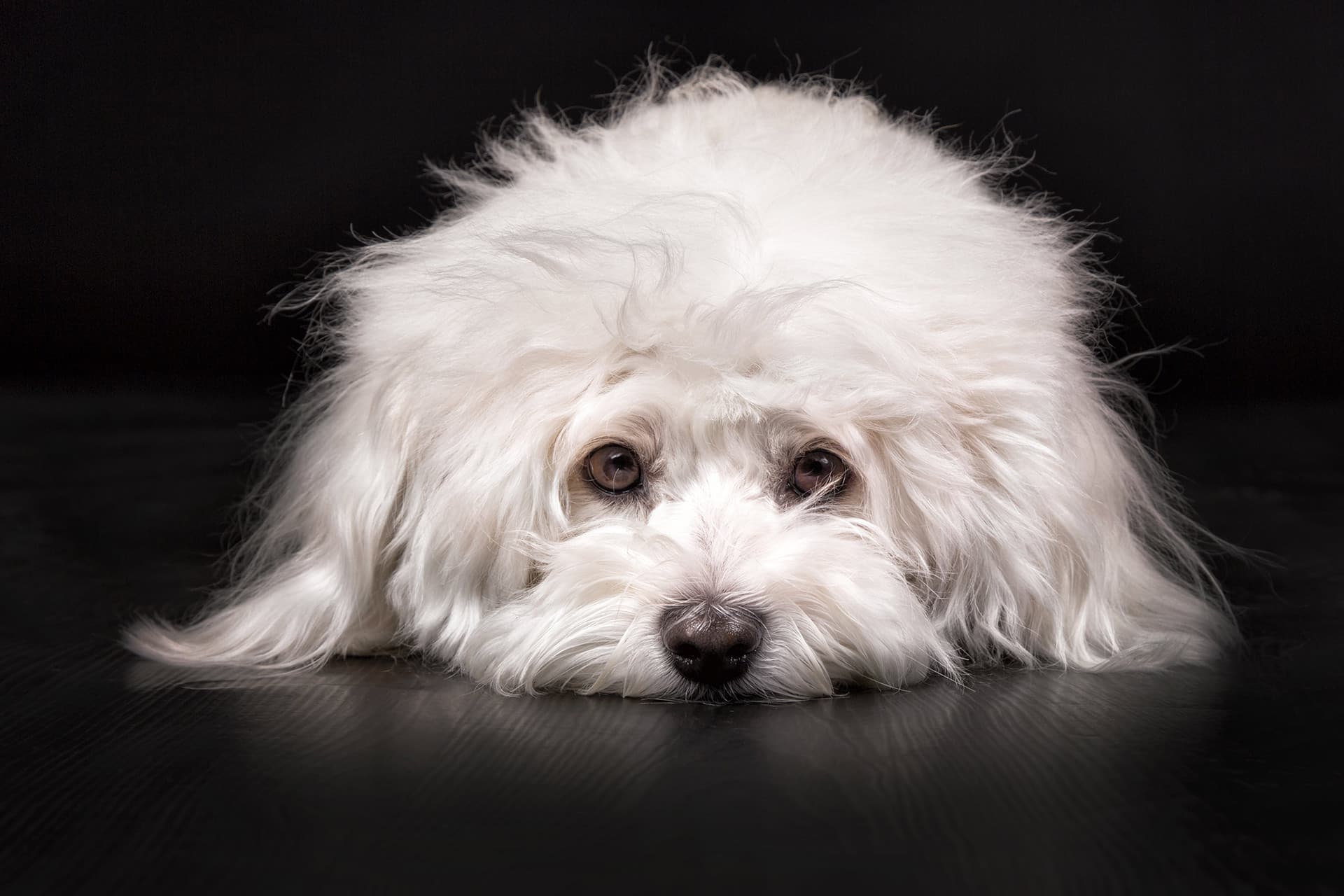 Toilettage professionnel - Image 2