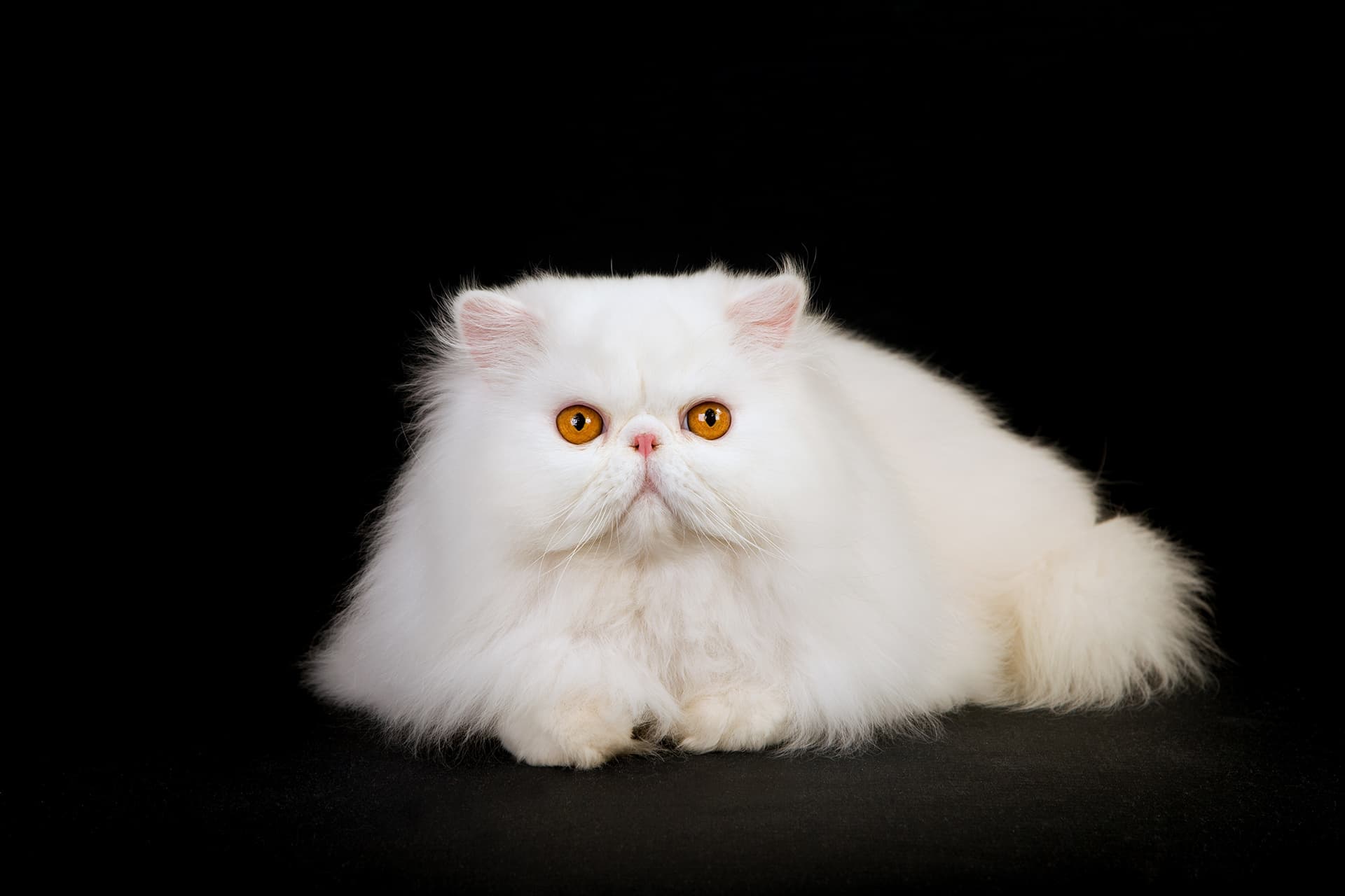 Toilettage professionnel - Image 3